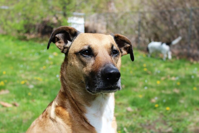 Why Rescue Dogs Often Stare at Their New Owner for Long Periods - Behaviorists Describe This as Hypervigilant Monitoring in Dogs Still Building a Secure Attachment