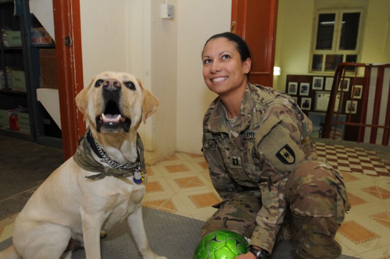 Why Dogs Who Were Rehomed Multiple Times Take Longer to Settle - Research Shows Each Rehoming Disrupts the Attachment Process and Can Produce Vigilance Behaviors That Look Like Disobedience