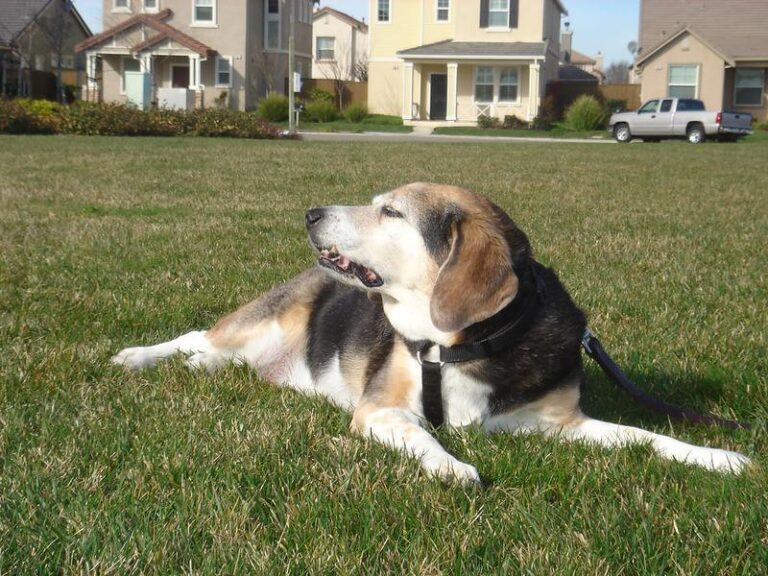 What Your Dog Is Really Doing When They Sniff the Air on a Walk - Research Shows Dogs Use Airborne Scent to Build a Detailed Map of Recent Activity in That Space