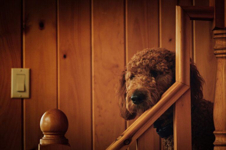10 Signs Your Dog Has Been Quietly Protecting You From Something You Were Never Aware Was a Threat