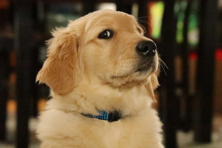 7 Dog Breeds That Vets Call the Closest Thing to a Living Antidepressant on Four Legs