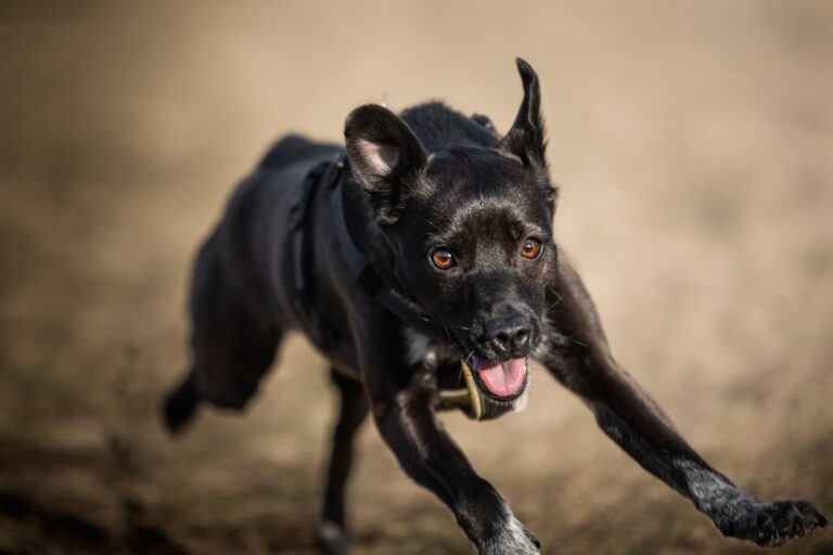 9 Reasons the Dog That Seemed the Hardest to Love Turned Out to Need It Most