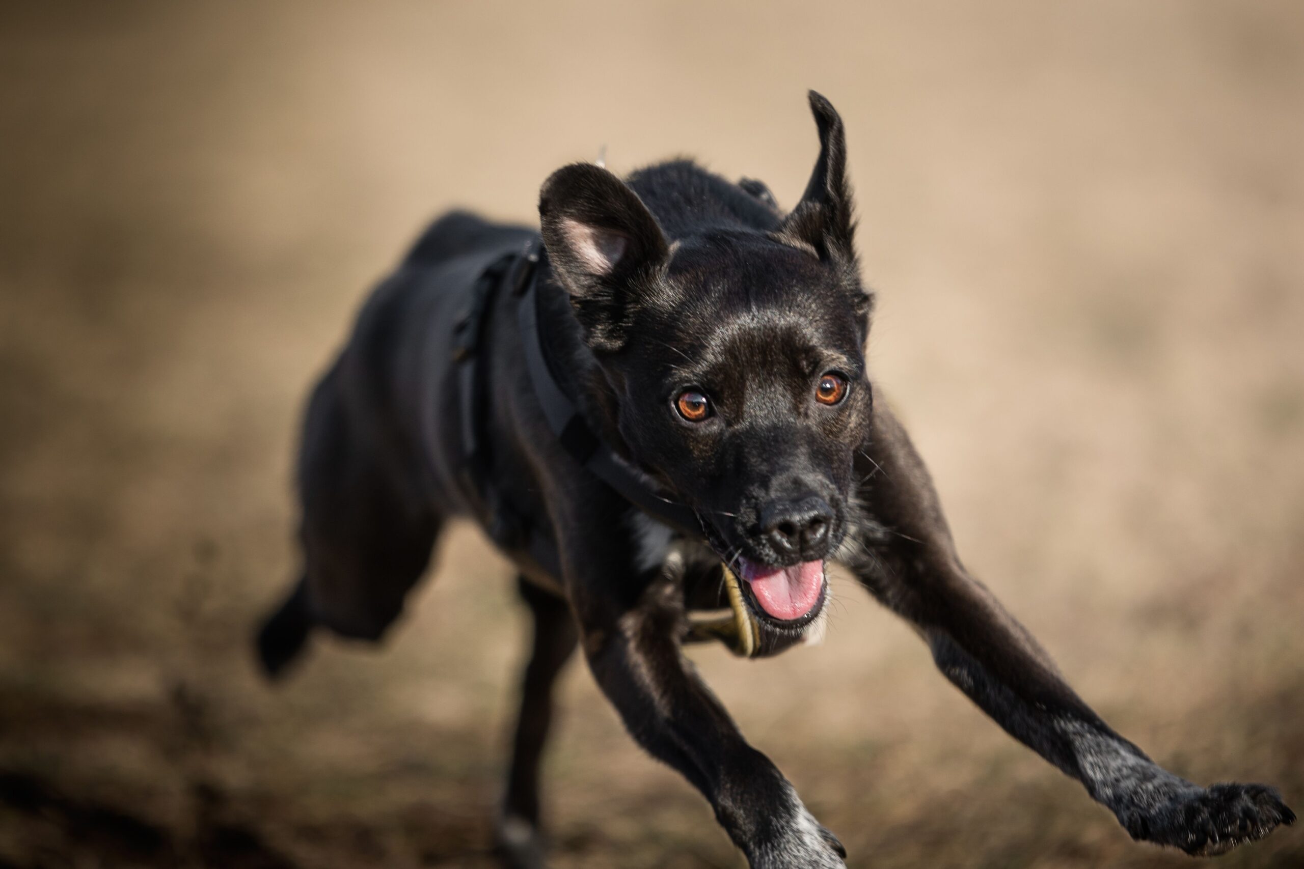 9 Reasons the Dog That Seemed the Hardest to Love Turned Out to Need It Most