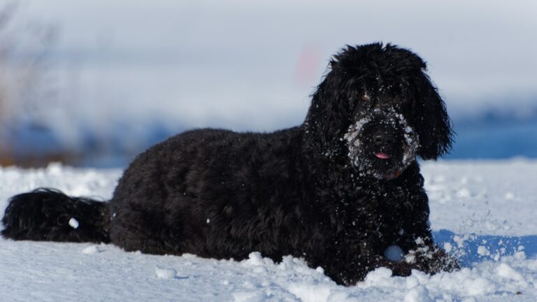 10 Dog Breeds That Were Originally Bred to Save Human Lives and Have Never Once Forgotten It