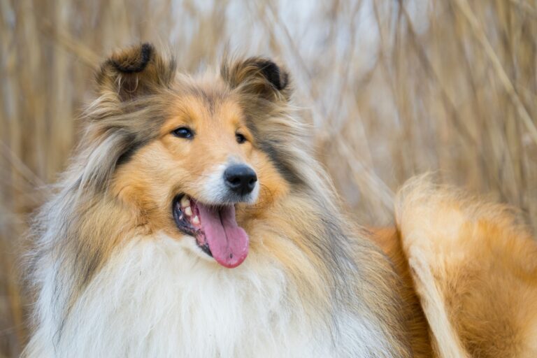 10 Dog Breeds That Were Bred to Never Leave a Fallen Human Behind - And Still Won't