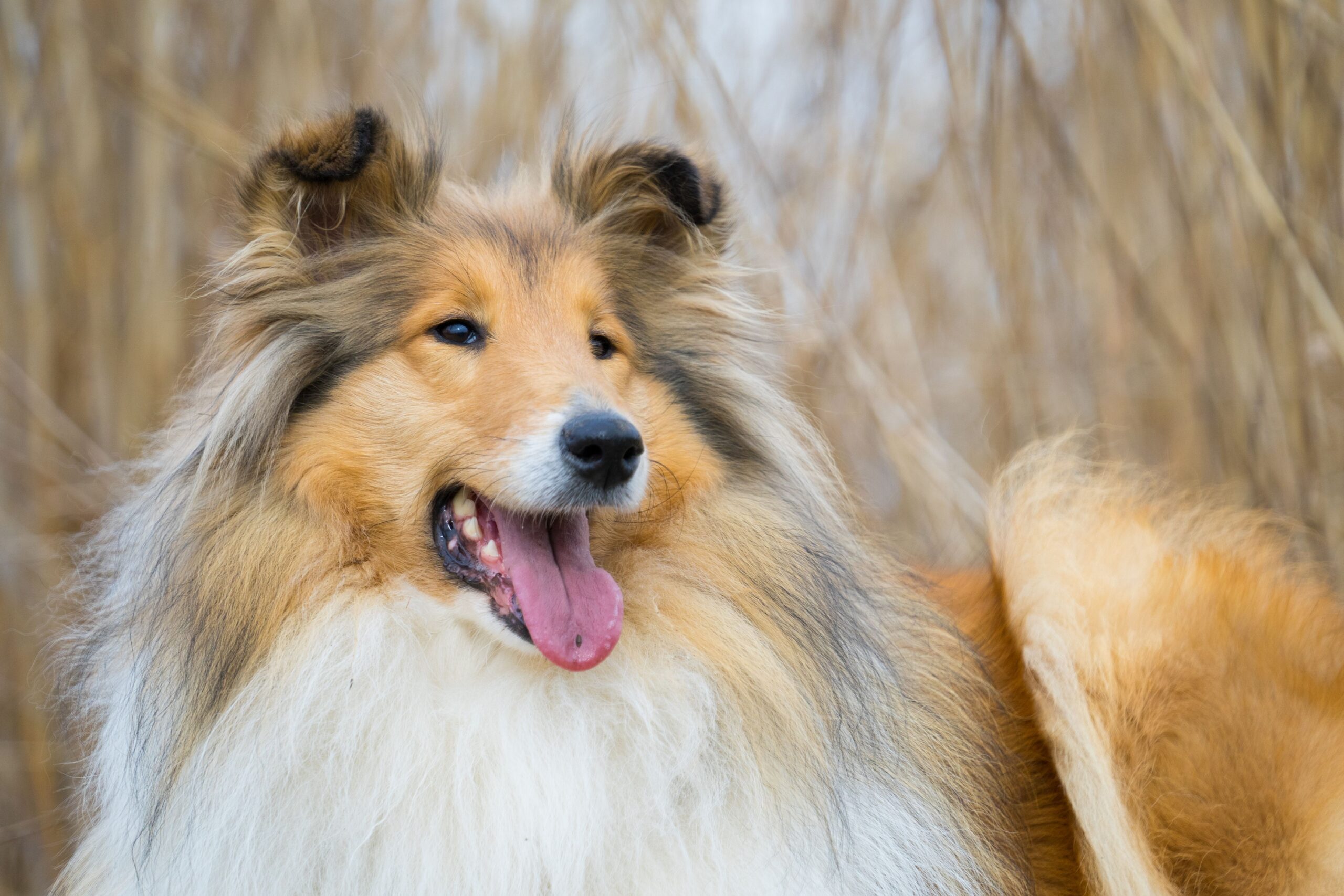 10 Dog Breeds That Were Bred to Never Leave a Fallen Human Behind - And Still Won't