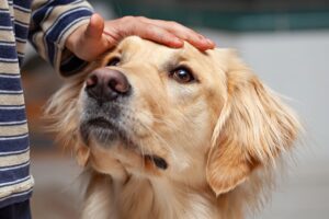 The Real Reason Your Dog Yawns When You Raise Your Voice Isn't Boredom - Yawning Is a Recognized Canine Signal Used to De-Escalate Tension in Social Interactions