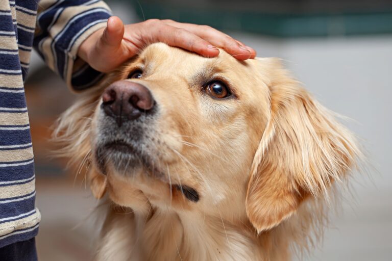 The Real Reason Your Dog Yawns When You Raise Your Voice Isn't Boredom - Yawning Is a Recognized Canine Signal Used to De-Escalate Tension in Social Interactions