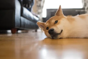 The Dog Breed Each Zodiac Sign Needs After Going Through the Hardest Year of Their Life