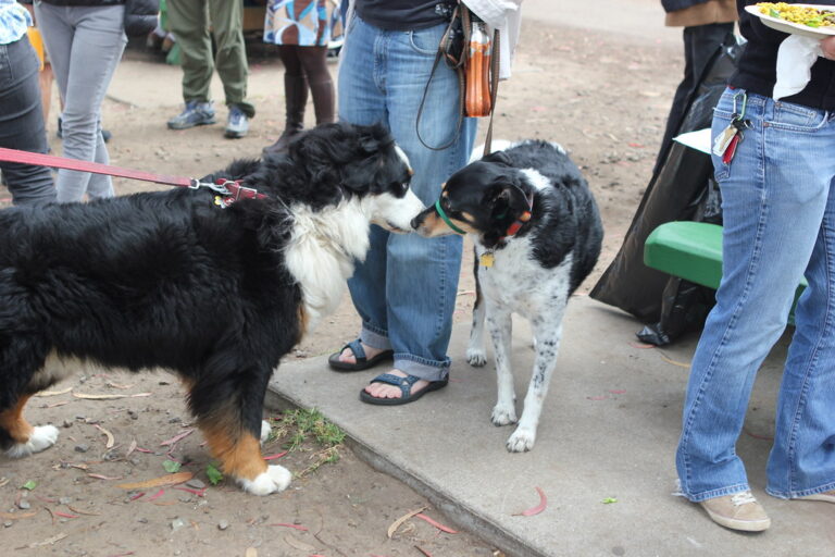 Why Your Dog Sniffs Other Dogs' Rear Ends Isn’t Rude - It’s the Canine Equivalent of Reading a Full Social Profile