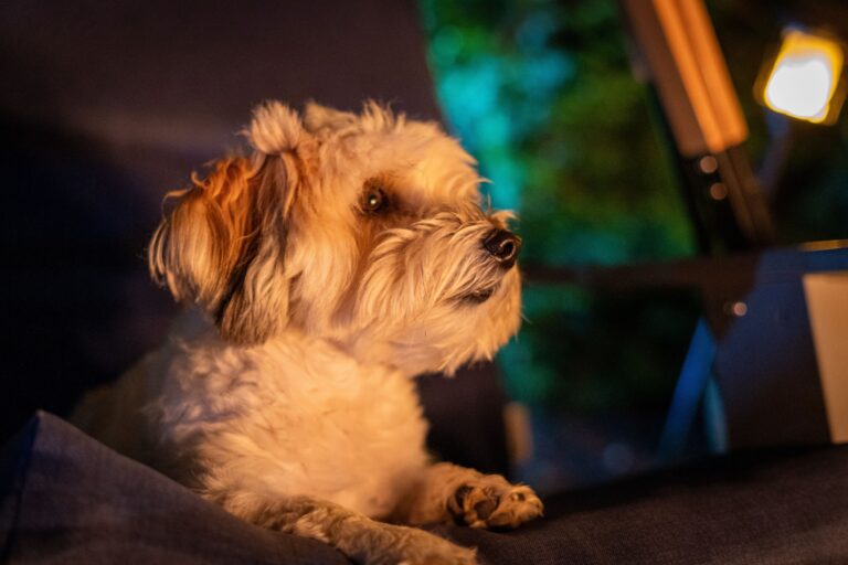 12 Things Your Dog Does at Night While You Sleep That Would Astonish You if You Ever Saw Them