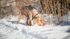 Your Dog Isn't Distracted on Walks Because They're Badly Trained - For a Dog a Walk Is Primarily an Olfactory Experience and Every Stop Is New Information Not Insubordination