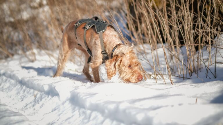 Your Dog Isn't Distracted on Walks Because They're Badly Trained - For a Dog a Walk Is Primarily an Olfactory Experience and Every Stop Is New Information Not Insubordination