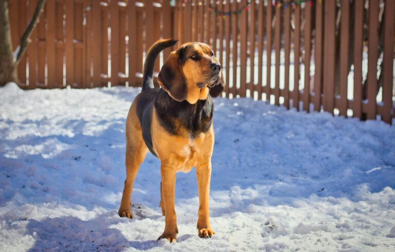 The Real Reason Your Dog Presses Their Nose to the Bottom of Doors - They're Reading the Scent Trail of Everyone Who Has Passed by That Door in the Last Several Hours