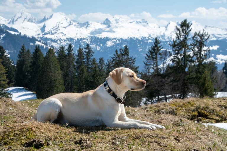 The US States With The Most Labrador Retrievers