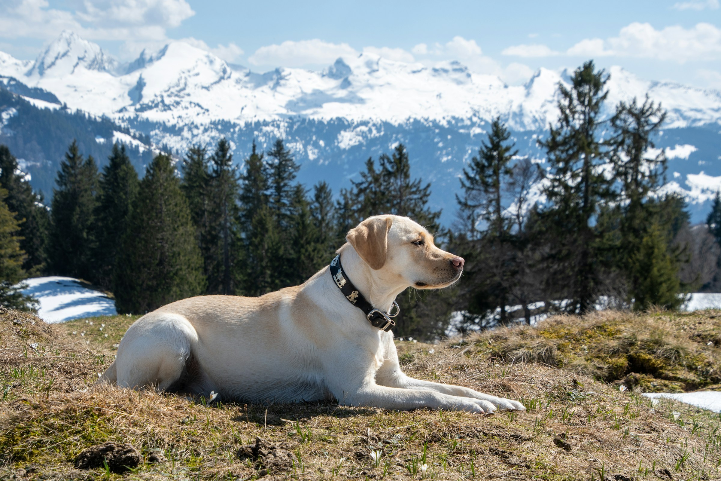 The US States With The Most Labrador Retrievers