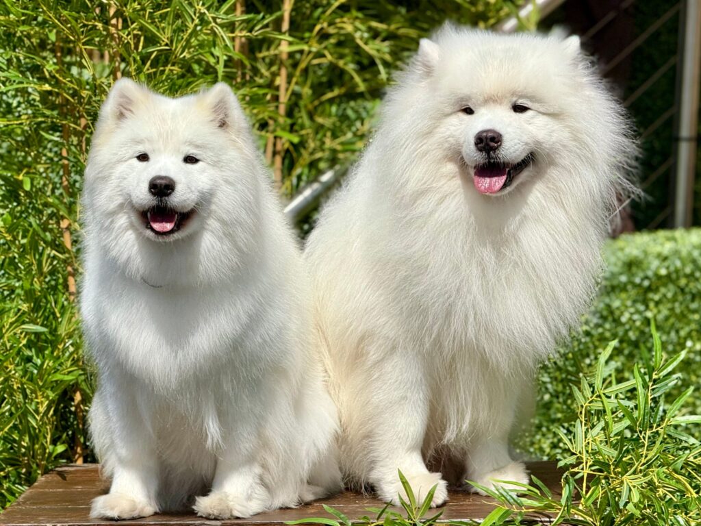 Which Dog Breed Is the Living Embodiment of Your Zodiac Sign's Best Quality?