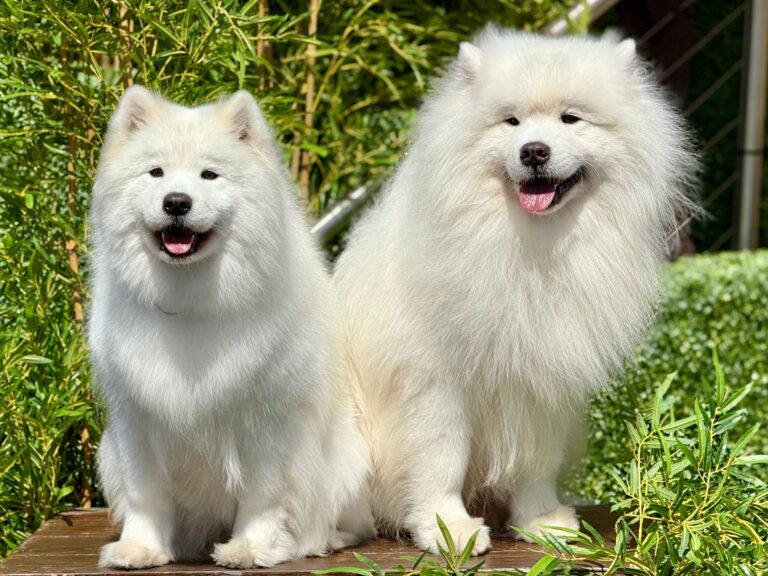 Which Dog Breed Is the Living Embodiment of Your Zodiac Sign's Best Quality?