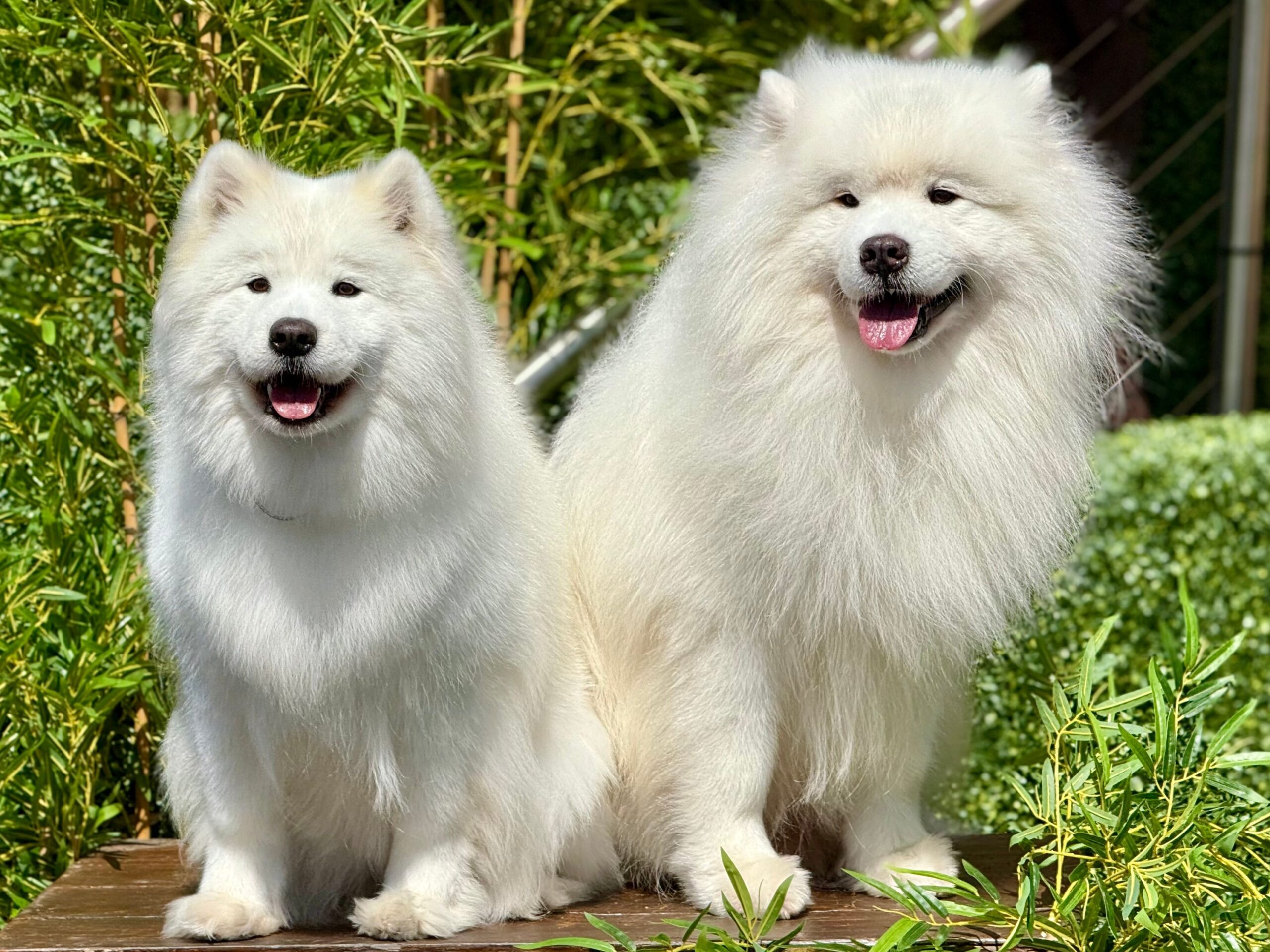 Which Dog Breed Is the Living Embodiment of Your Zodiac Sign's Best Quality?