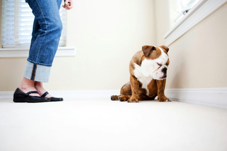 10 Ways Dogs Show They Are Annoyed With You