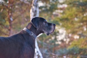 The Zodiac Signs That Would Bind Best With a Great Dane