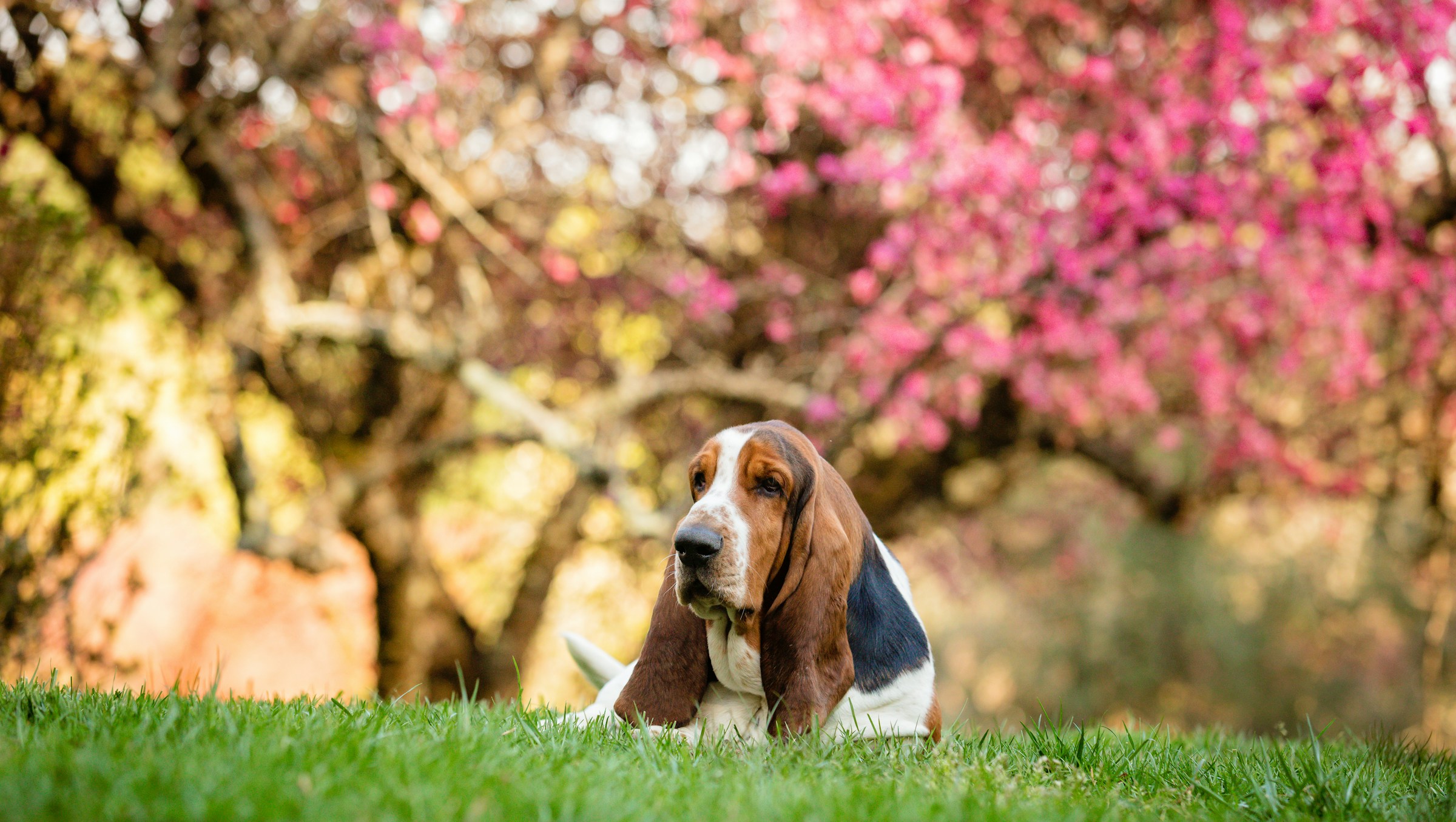 The Dog Breeds That Mirror The Traits of 12 Native American Spirit Animals