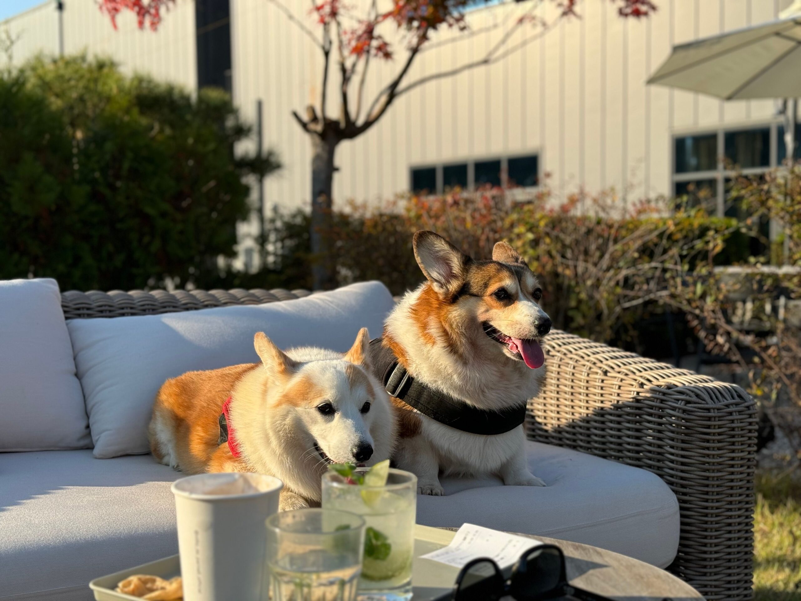 The Zodiac Signs That Would Bond Best With a Corgi