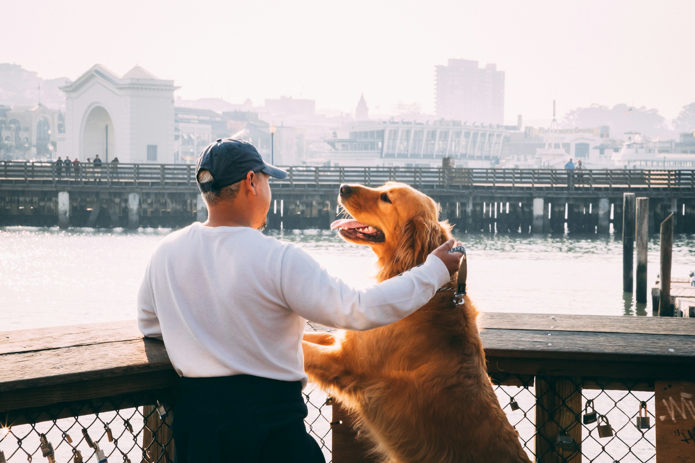 9 Ways Dogs Show Trust Without Seeking Attention