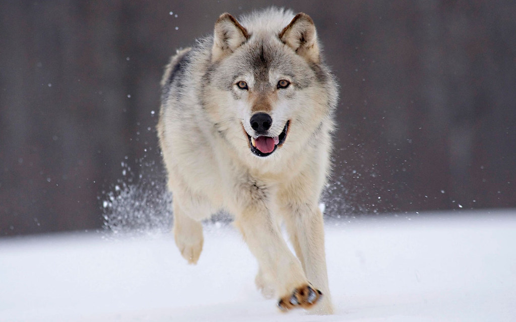 15 Dog Breeds Insurance Companies in the US Prefer to Avoid