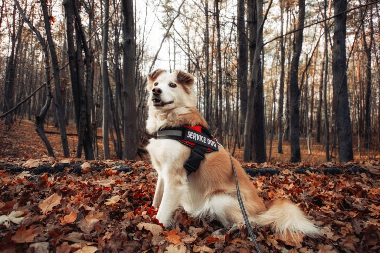 15 Hidden Costs of Dog Ownership Most New Owners Never Budget For