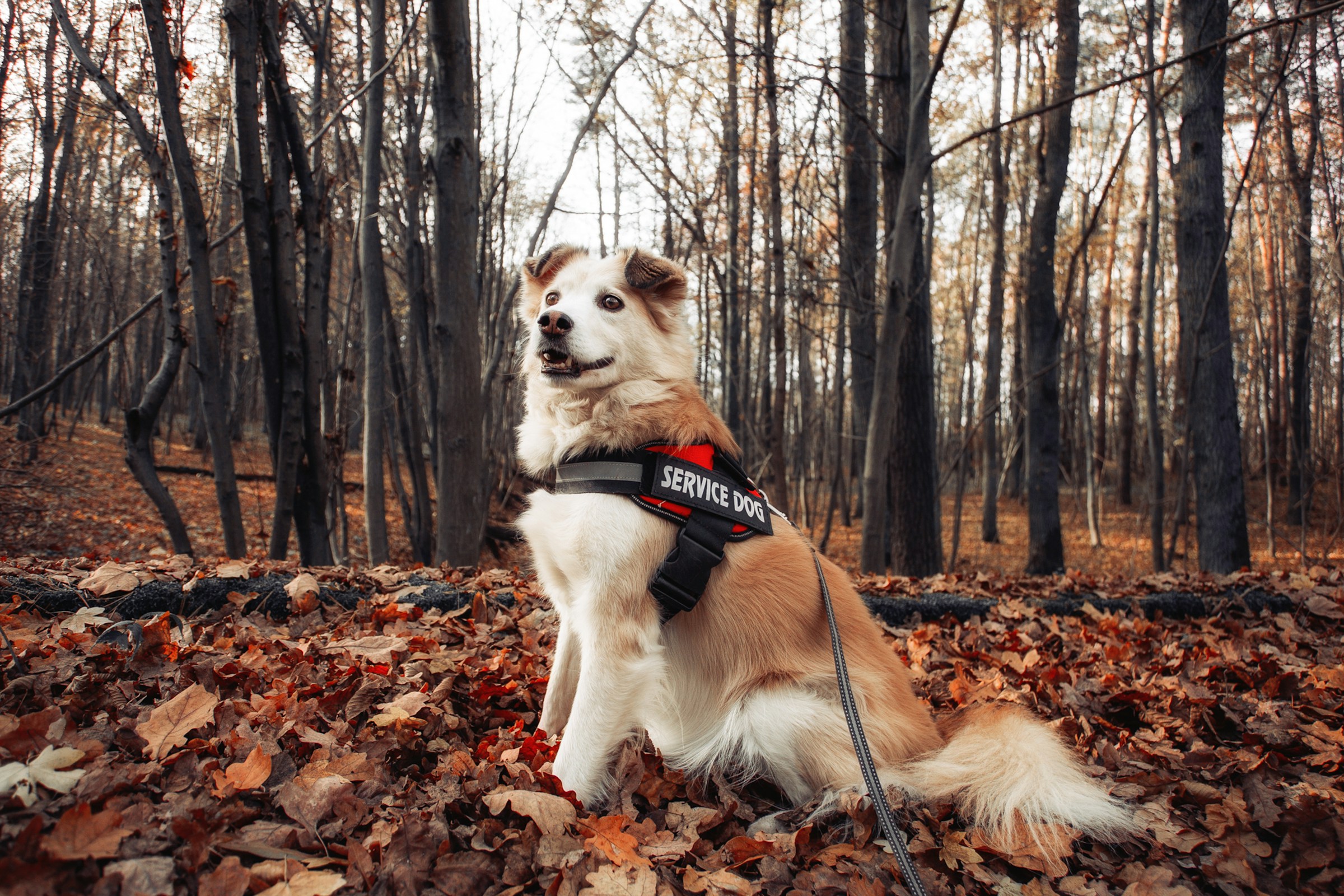 15 Hidden Costs of Dog Ownership Most New Owners Never Budget For