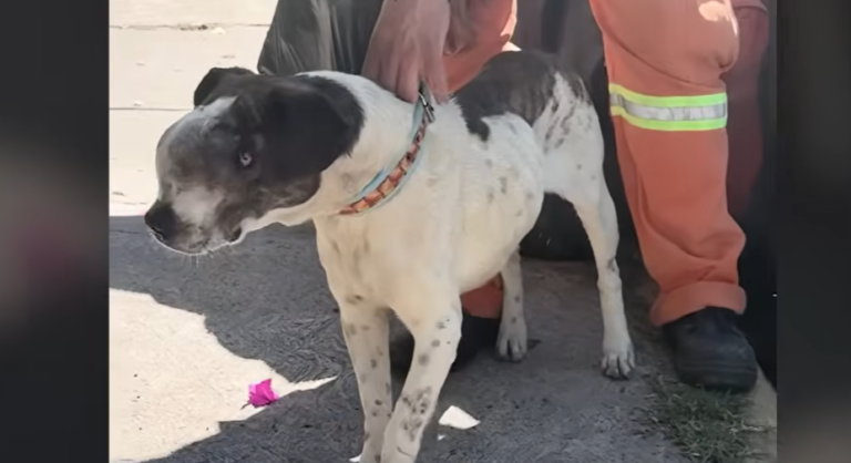 Stray Dog Dog With Face Tumor Had 24 Hours Left Until Someone Saved Him