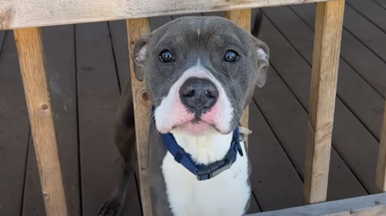 Woman Wakes Up To Find A Pit Bull Sleeping On Her Porch