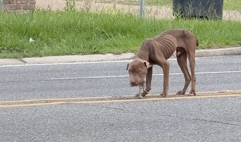 Starving Pitbull Found Collapsed on Busy Road Receives Life-Saving Rescue