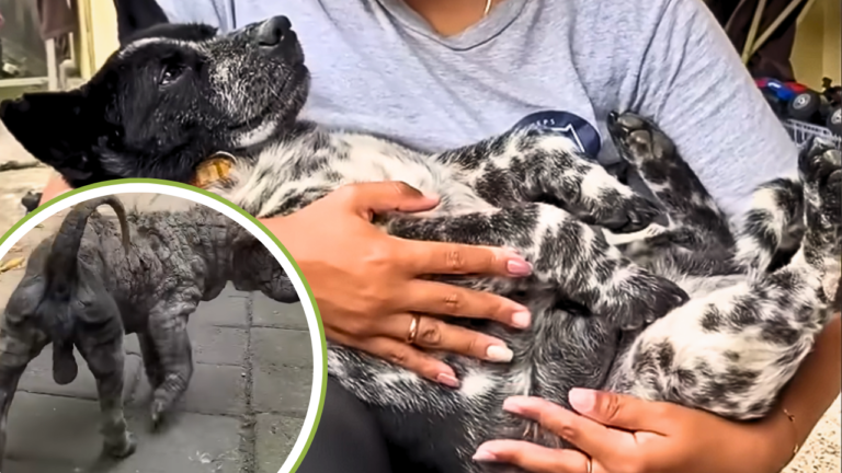 Stray Dog With One of The Worst Cases of Mange Makes a Remarkable Transformation