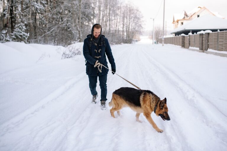 Never Get These 6 Dog Breeds After 70 - Veterinarians Explain Why the Match Is Wrong