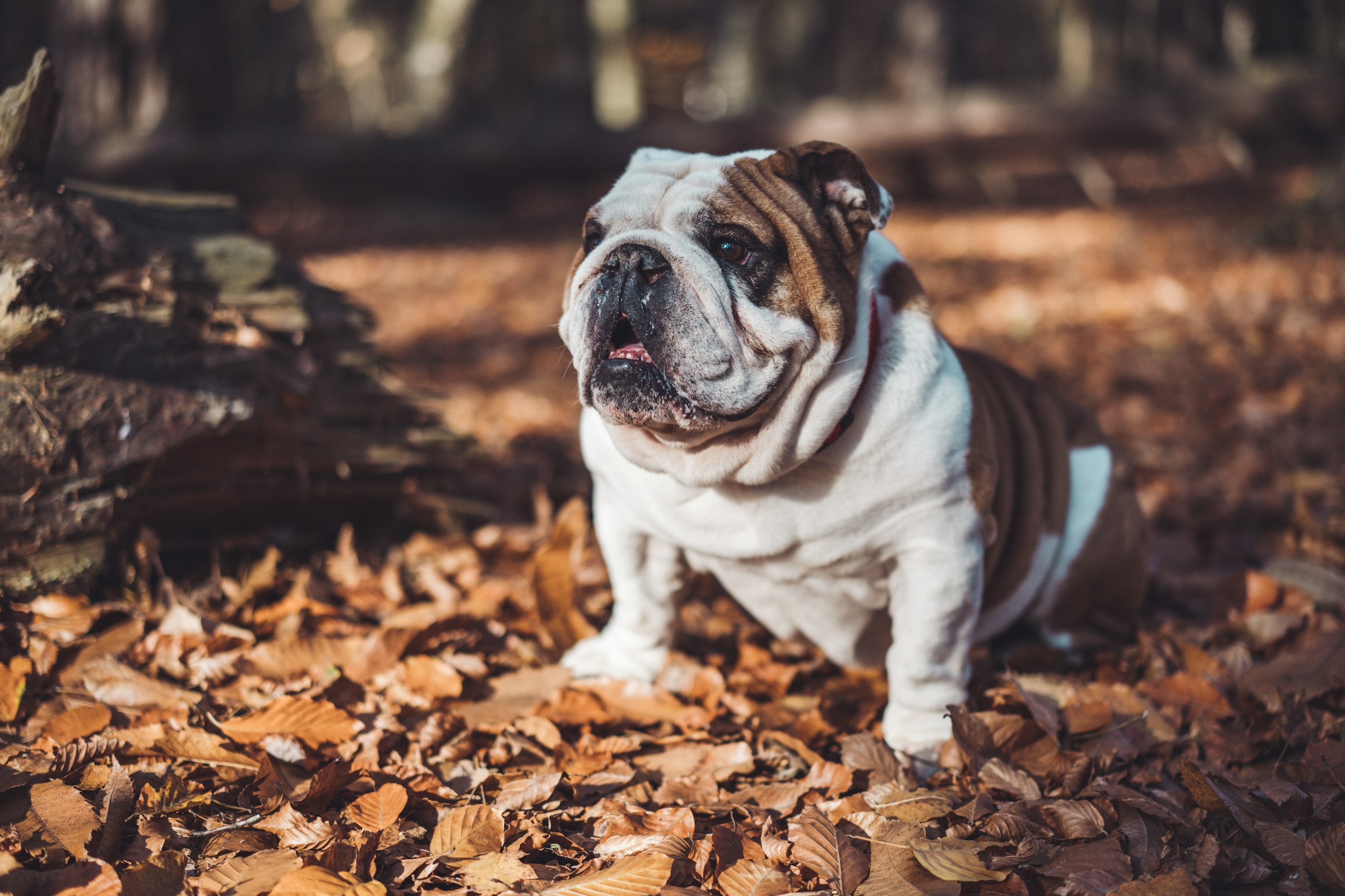 The One Dog Breed Each Zodiac Sign Should Never Own - And Why the Pairing Almost Always Ends Badly