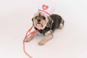 9 Things Every Dog Owner Over 60 Should Know About Their Dog's Health That Vets Rarely Mention