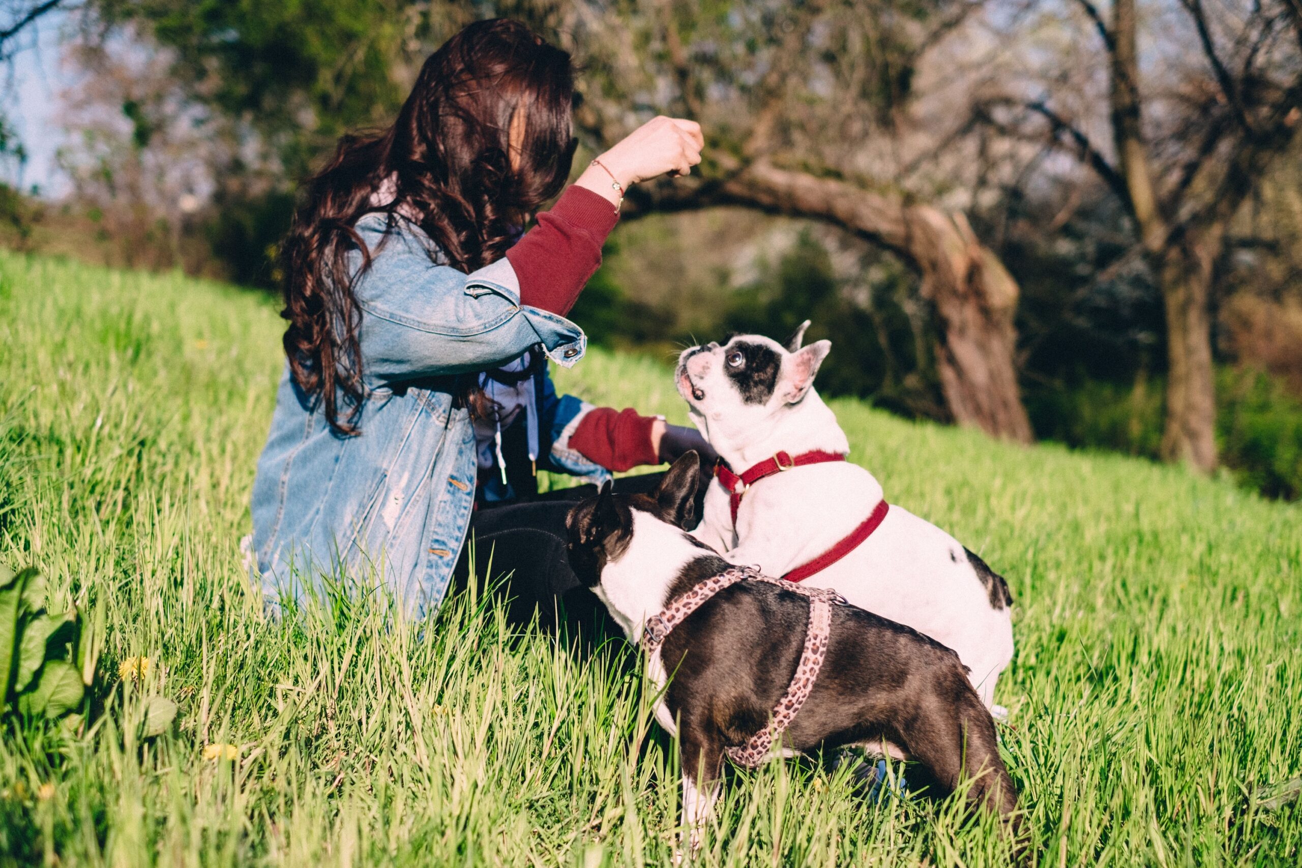 12 Dog Breeds That Are Perfectly Suited to a Quieter Life After 60 and Never Make You Feel Guilty for It