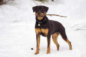 The Dog Breed Your Zodiac Sign Would Choose in a Crisis - And What That Reveals About You