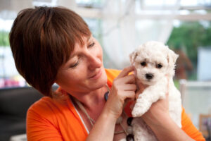 The 7 Dog Breeds That Seniors Over 65 Have Rated as the Most Comforting During Illness