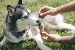 Research Has Measured That Dogs Living Alongside Chronically Stressed Owners Develop Higher Long-Term Cortisol Levels — Showing That Stress Is Genuinely Shared Between Species