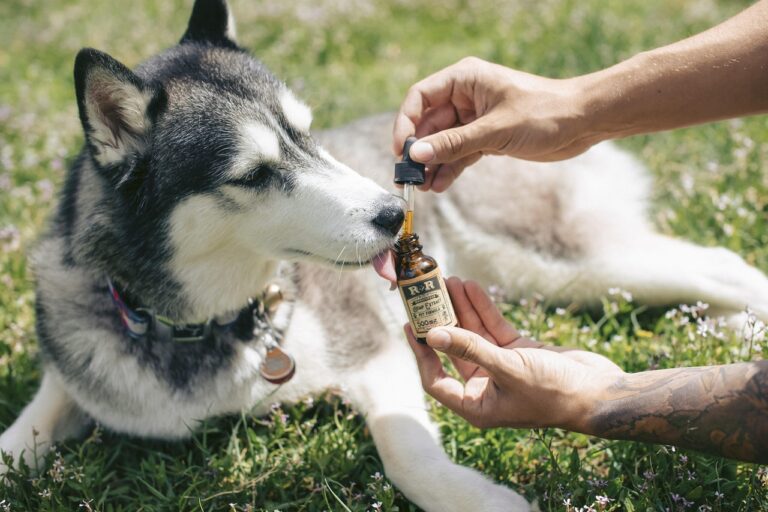 Research Has Measured That Dogs Living Alongside Chronically Stressed Owners Develop Higher Long-Term Cortisol Levels — Showing That Stress Is Genuinely Shared Between Species