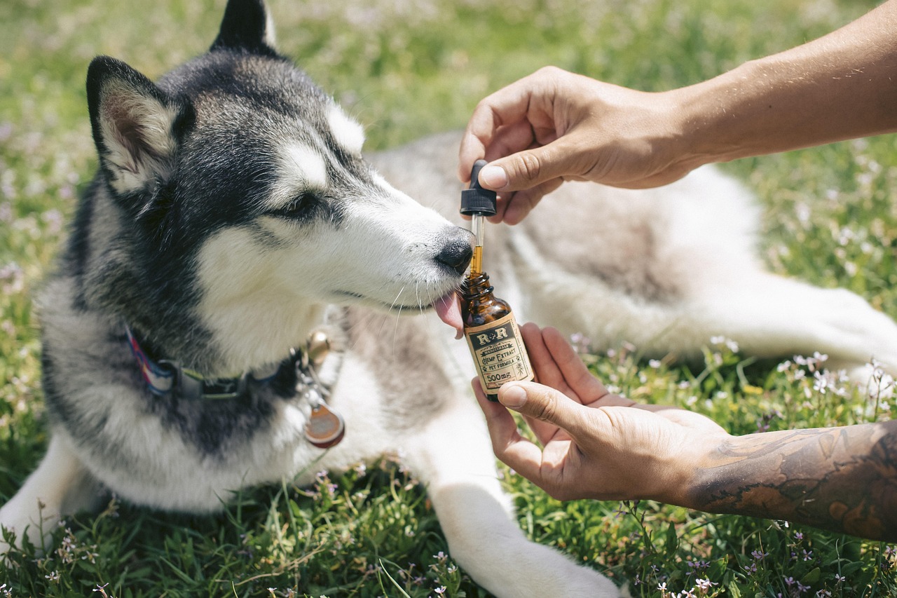 Research Has Measured That Dogs Living Alongside Chronically Stressed Owners Develop Higher Long-Term Cortisol Levels — Showing That Stress Is Genuinely Shared Between Species