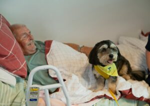 What Happens to a Dog When Their Elderly Owner Goes Into Hospital - And What You Can Do About It