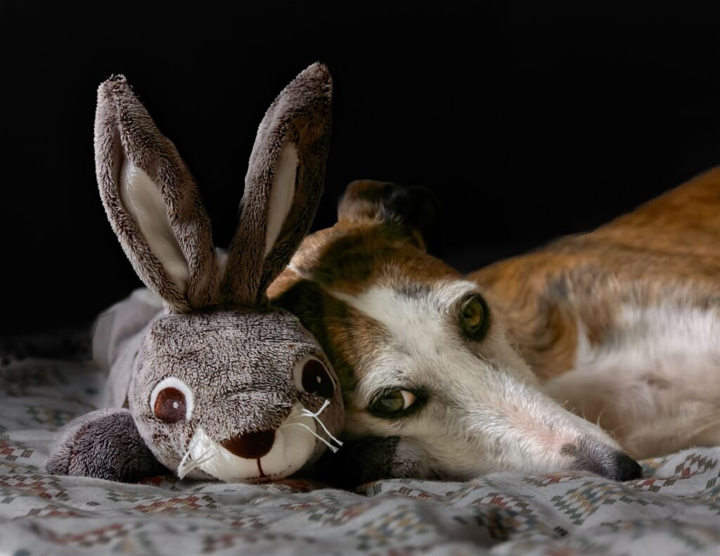 Animal Psychology Says When Your Dog Brings You Their Favourite Toy Right Before Bed They Are Not Asking to Play — They Are Performing an Ancient Guarding Ritual You Have Never Been Told About