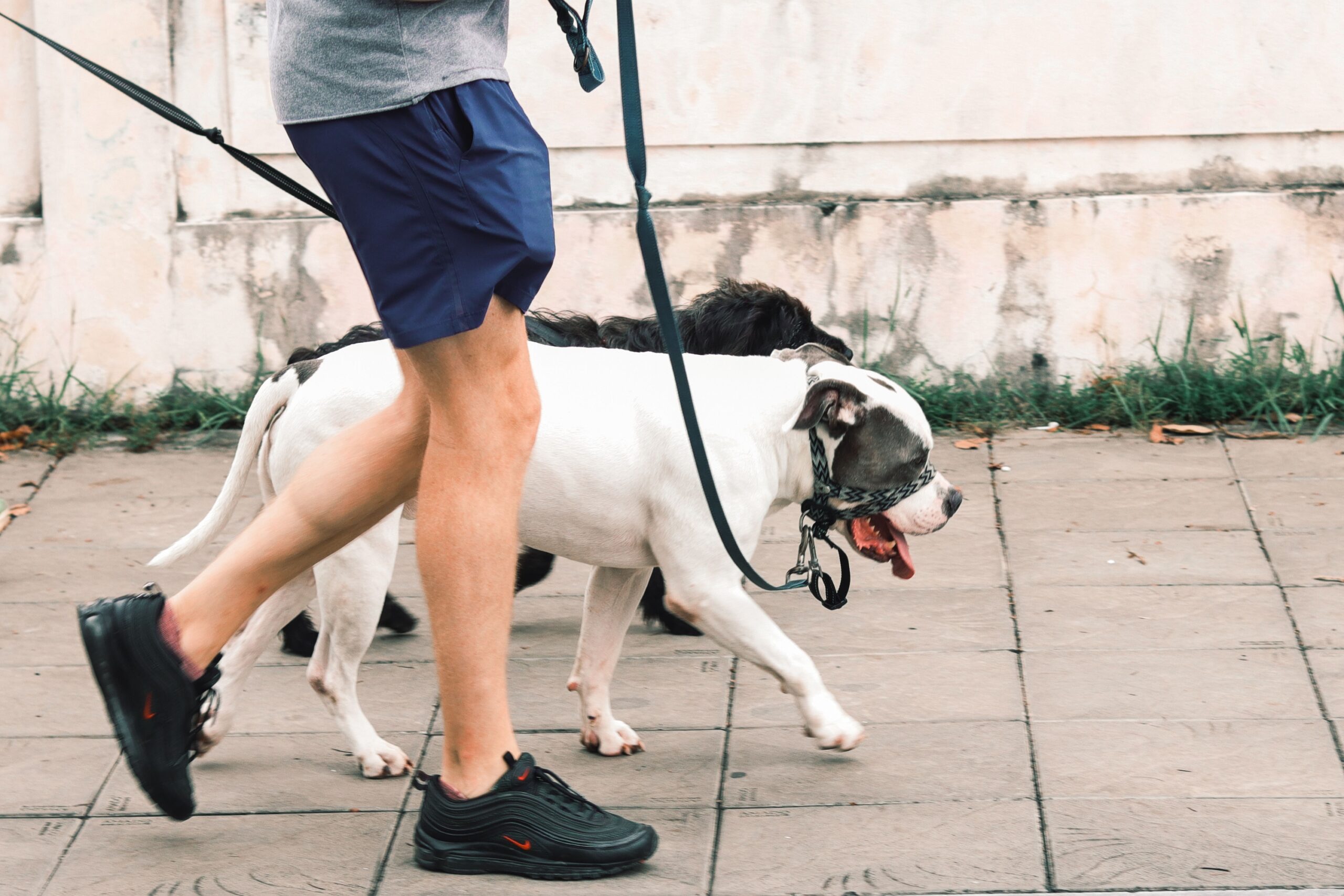 8 Ways a Dog Changes Your Brain Chemistry That Even Neuroscientists Find Remarkable