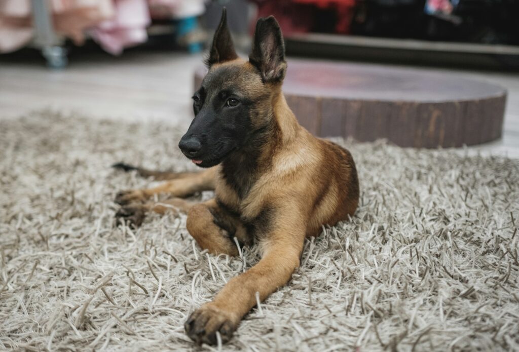7 Dog Breeds That Research Shows Are the Most Effective at Detecting Early-Stage Human Illness