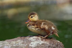 Man Rescues Duckling Stranded Alone in Scorching 90-Degree Heat and Brings It Home