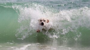 Dogs Catch Waves at World Dog Surfing Championships in Pacifica, California